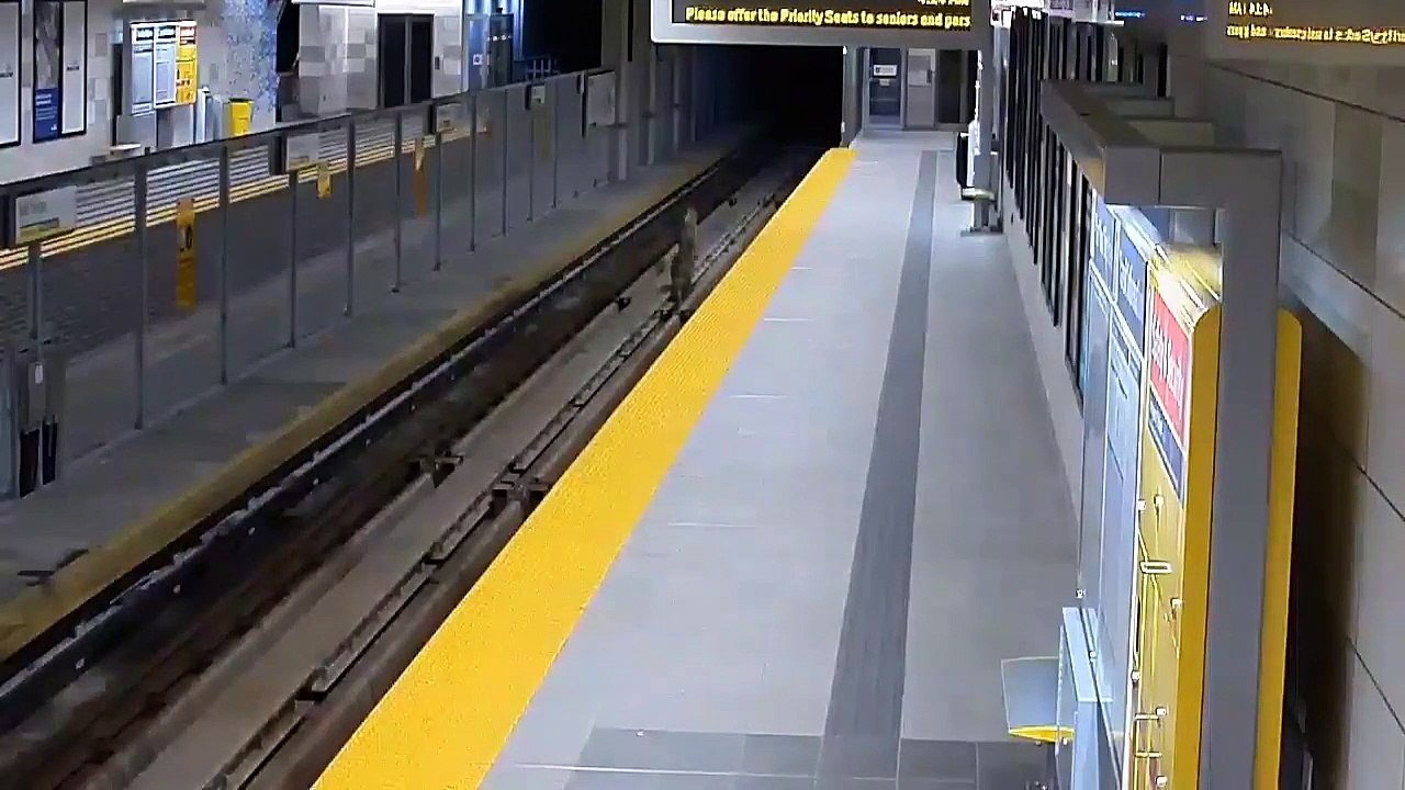 Quand deux pumas traversent une station de métro !