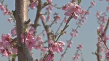 Cieza estalla en primavera con la floración de frutales