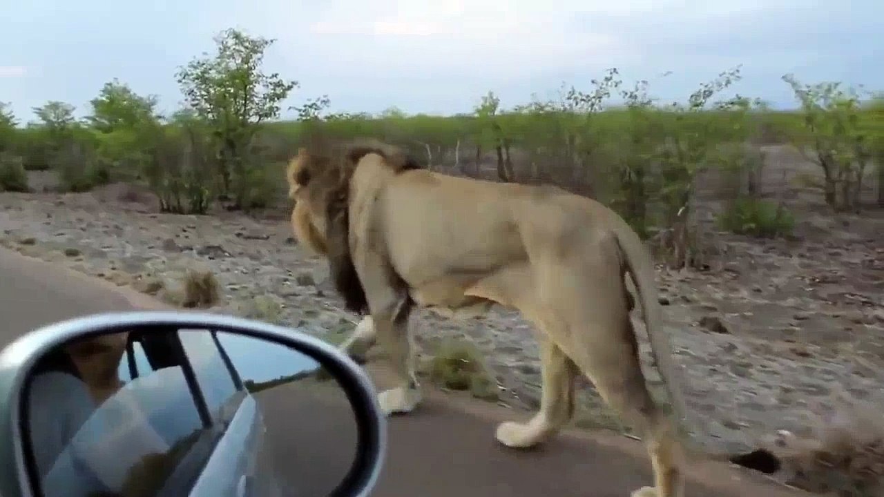 Fazla İçli Dışlı Olan Turiste Haddini Bildiren Aslan