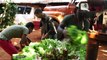 Cuba's organic farms could be the future of agriculture