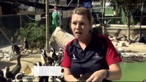 South African conservationists saving African penguins