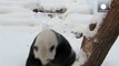 Giant panda goes crazy for snow!