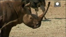 South Africa lifts ban on domestic rhino horn trade