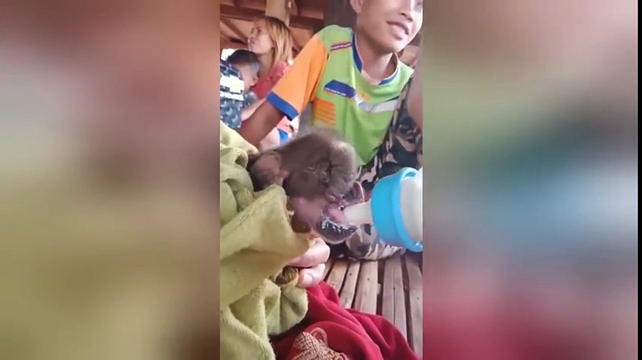 Kì lạ chú lợn con sinh ra với thêm một chiếc "vòi voi" ở trên mặt, đươc dân làng vây quanh chăm sóc