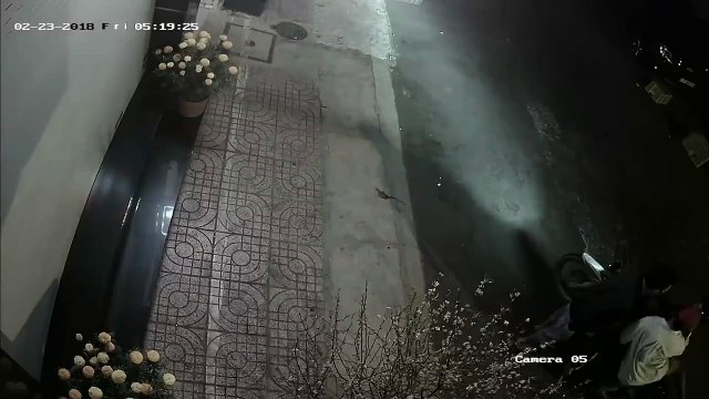 “Ba thanh niên làng” gây “chấn động” khi mang cây đào khô đổi lấy cây sum suê lộc lá