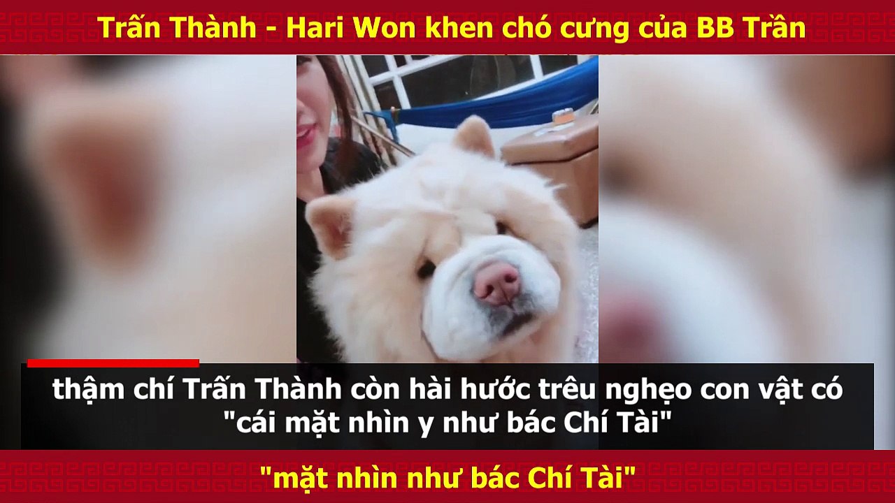 Trấn Thành - Hari Won khen chó cưng của BB Trần "mặt nhìn như bác Chí Tài"