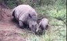 Xót xa chú tê giác con cố gắng đánh thức người mẹ nằm chết trên nền đất vì bị giết để lấy sừng