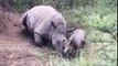 Xót xa chú tê giác con cố gắng đánh thức người mẹ nằm chết trên nền đất vì bị giết để lấy sừng