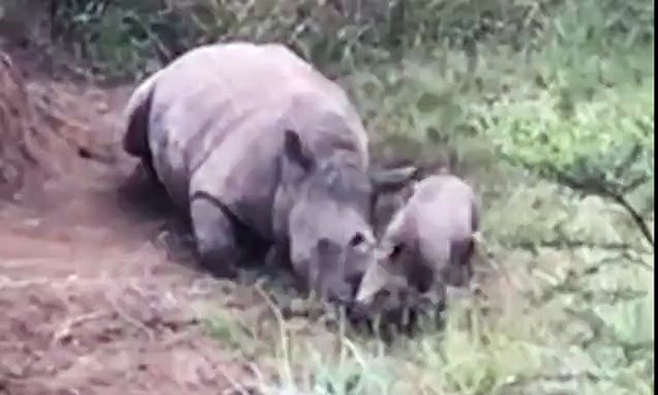 Xót xa chú tê giác con cố gắng đánh thức người mẹ nằm chết trên nền đất vì bị giết để lấy sừng