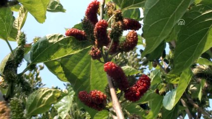 Dut ağaçları şubat ayında meyve verdi - MERSİN