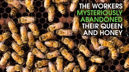Bee Colonies Collapsed And We Don't Know Why