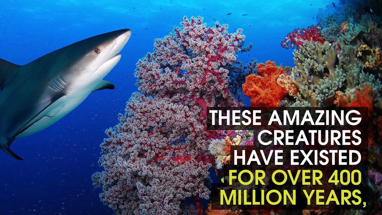 Sharks Are Awesome!