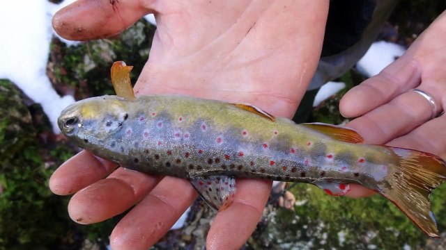 Peche de la truite l ouverture 2014 dans le Vercors