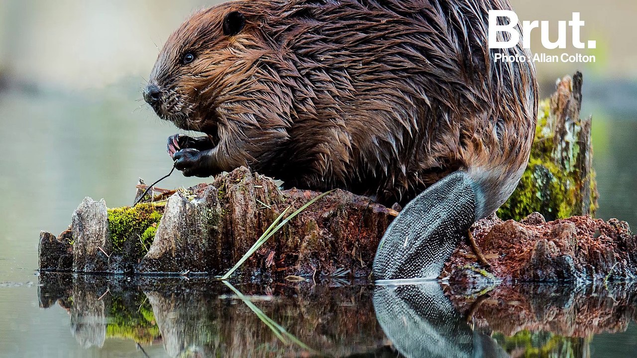 Pourquoi les castors construisent des barrages ?
