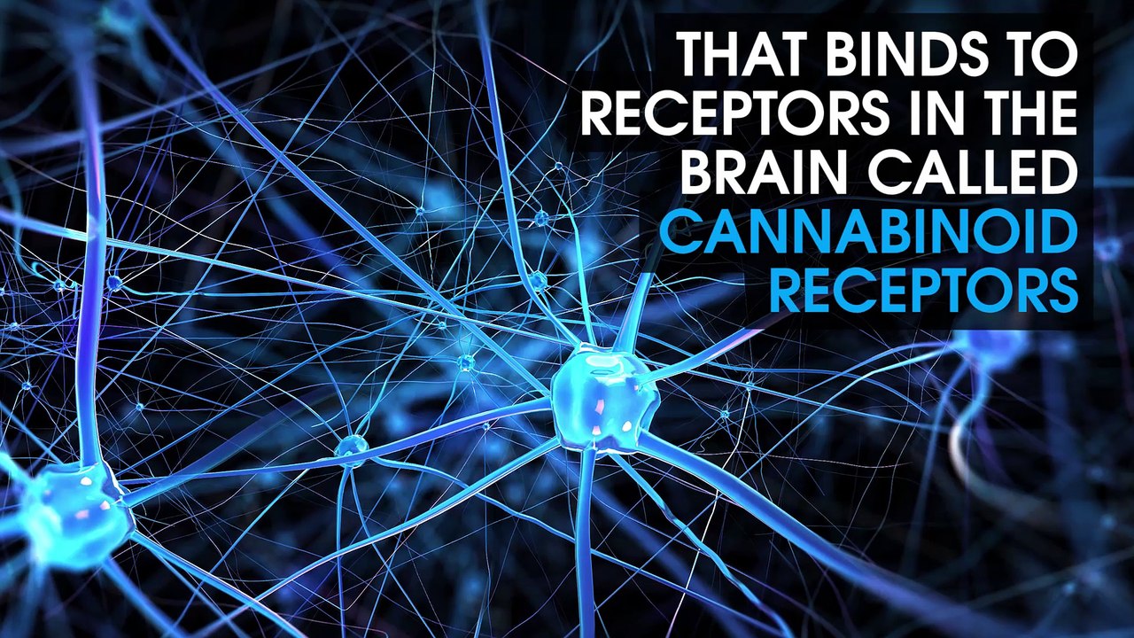 What Does Smoking Cannabis Do To Your Brain?