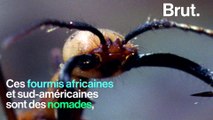 Comment les fourmis légionnaires se déplacent ?