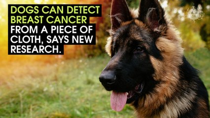 These Dogs Can Smell Cancer