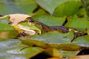 Tout savoir sur les amphibiens