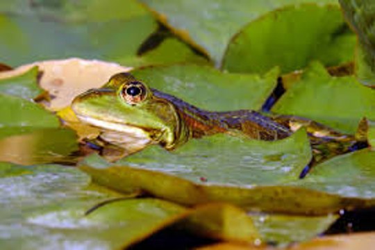 Tout savoir sur les amphibiens
