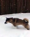 Un chien Shiba fait des bonds dans la neige