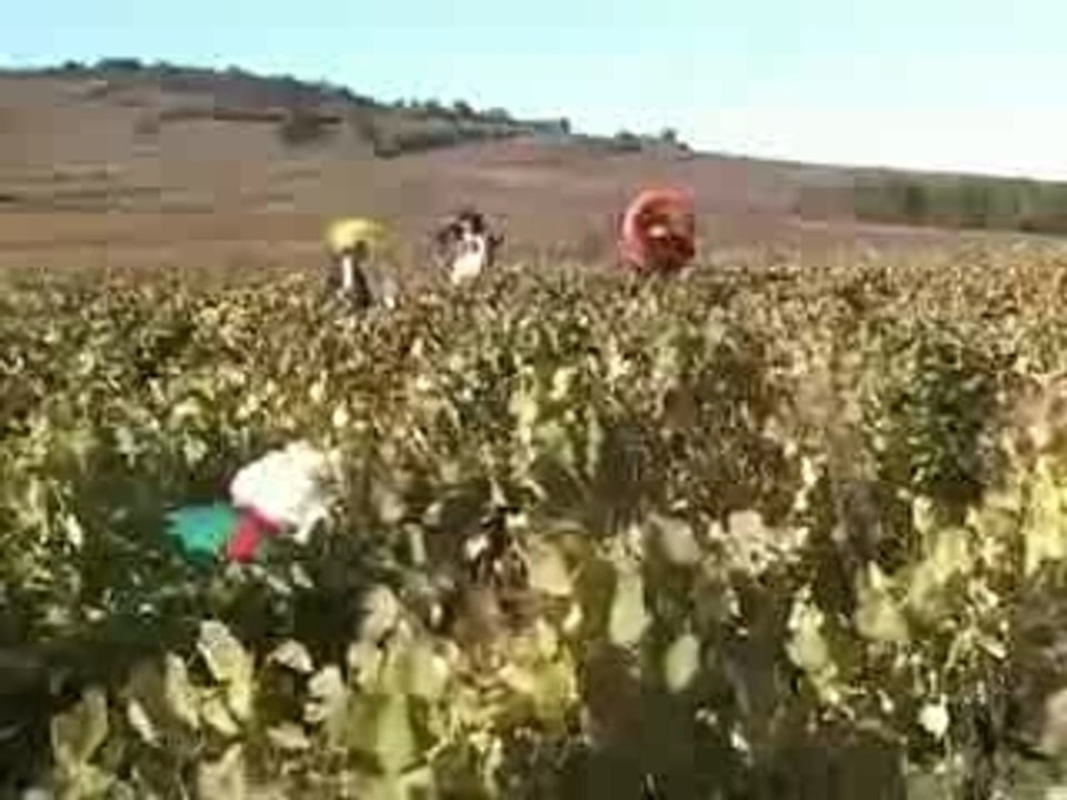 Coupe le raisin (La chanson des vendanges)