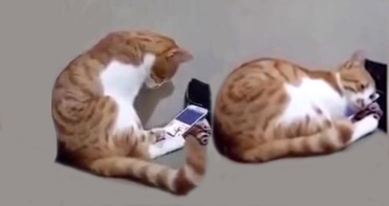Ölen Sahibini Telefonda Gören Kedinin Tepkisi İzleyenleri Duygulandırdı