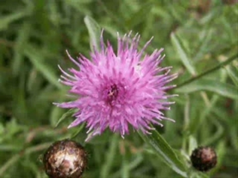 La Ruche Bio Diaporama fleurs