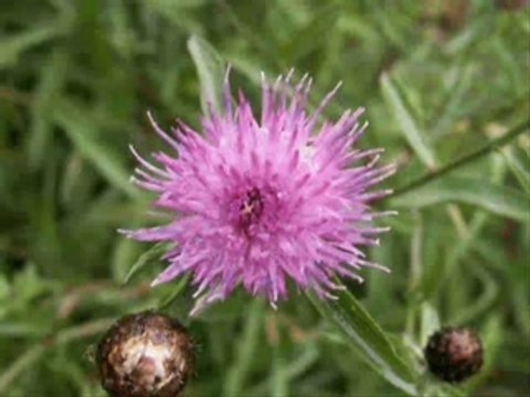 La Ruche Bio Diaporama fleurs