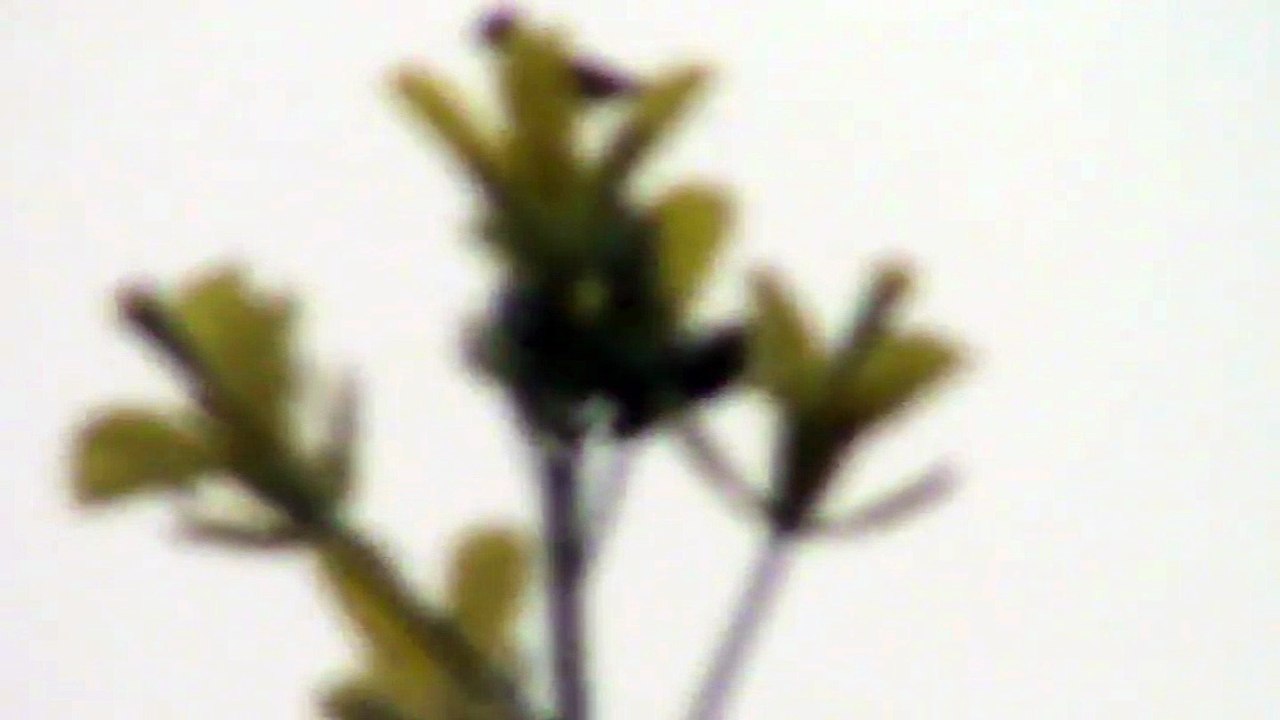 nature photography video