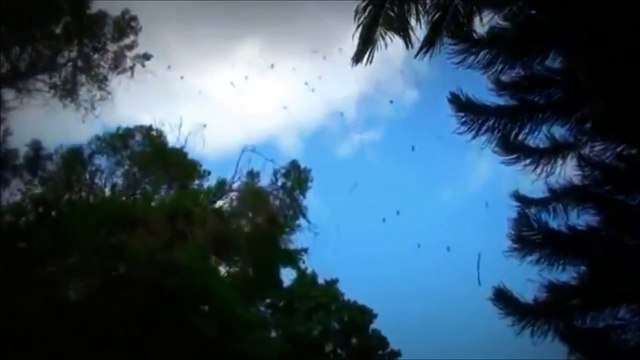 Un ciel remplit d'araignées en Australie