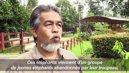 En Malaisie, un sanctuaire pour éléphants abandonnés