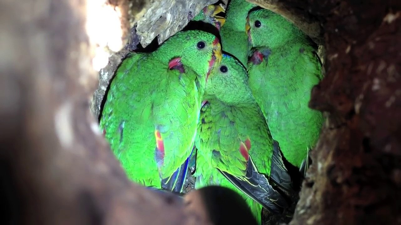 Tasmania_s_swift_parrot_set_to_follow_the_dodo