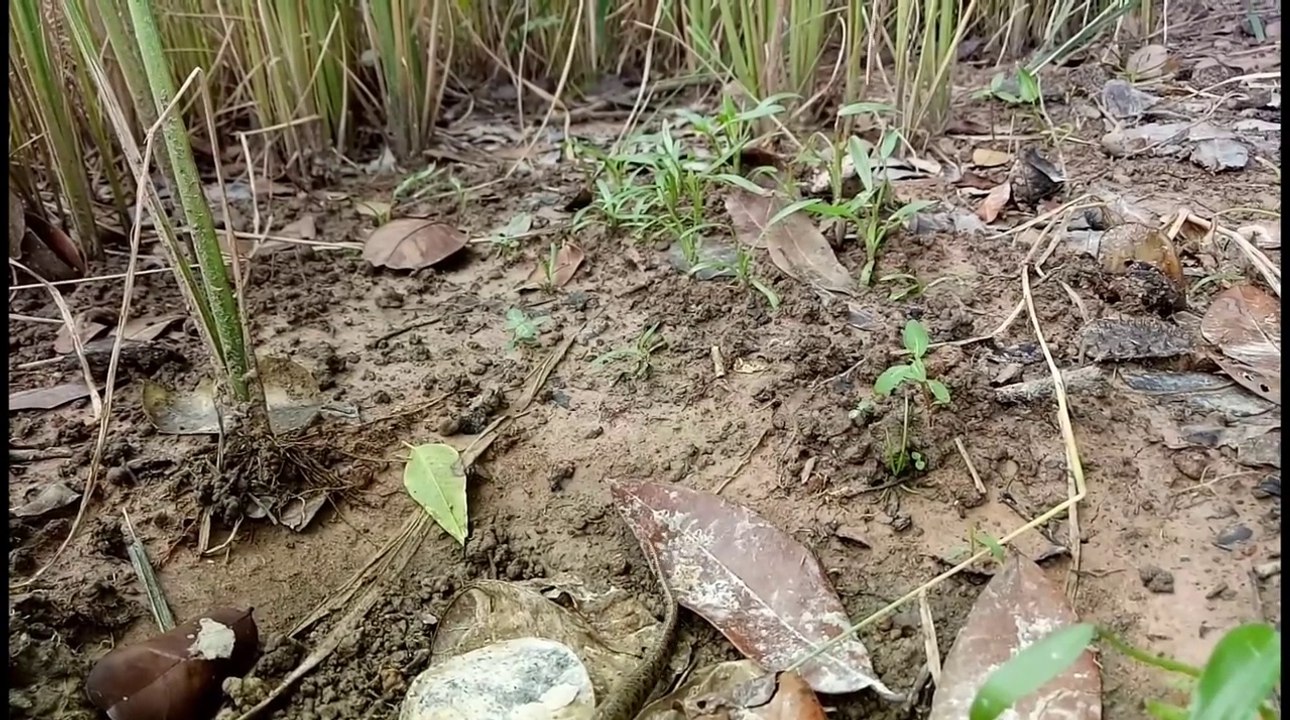 trap_snake_in_hole_by_yin_in_cambodia_and_snake_turtle
