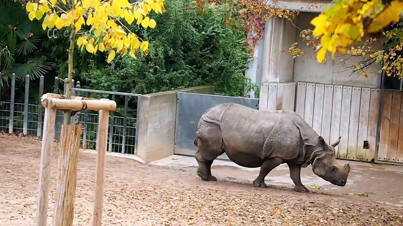 Cute_Baby_Rhino_with_Mother