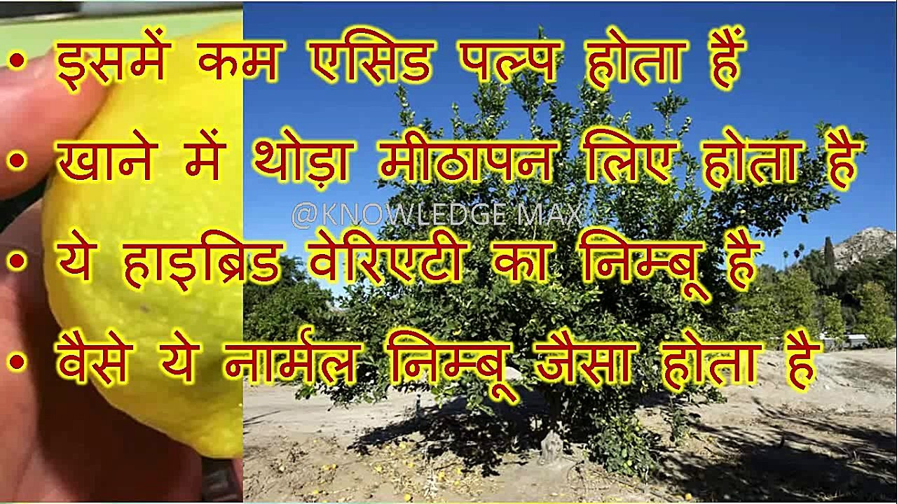 पोमोना स्वीट लेमन (मीठा निम्बू)