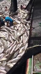 Ocean Fish Views (Okyanusta  Balık Bolluğu  Muhteşem Görüntüler)