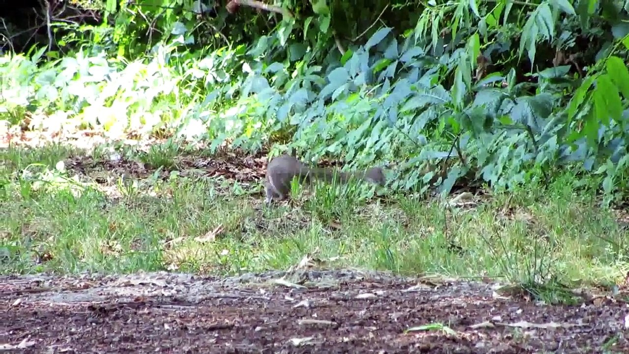 Squirrel_video