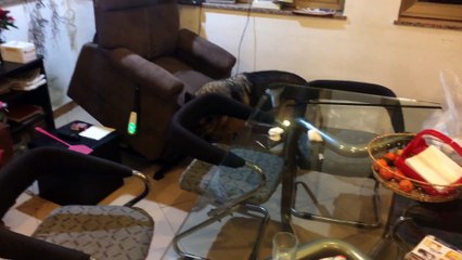 My dog and my niece plays together!