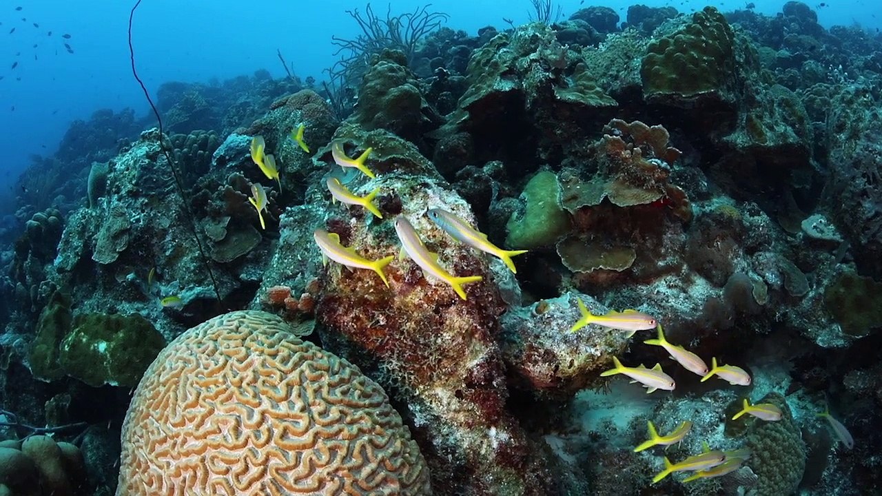 Guided Dive - Fish ID_final