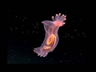 Deep sea discoveries | The Economist