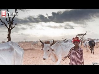 Livestock insurance in Kenya: No risk, no reward