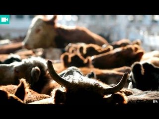 How to improve slaughterhouses