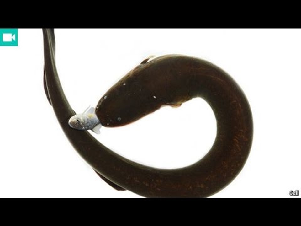 How electric eels shock their prey video Dailymotion