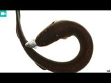 How electric eels shock their prey