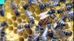 Quantum leaps and bee-conomics