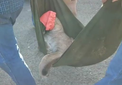 Texas Police Capture Mountain Lion as Neighborhood Stays Indoors
