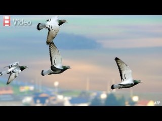 Babbage: Exploring E-Book Pricing, Bird Navigation, and Data Privacy 🌍