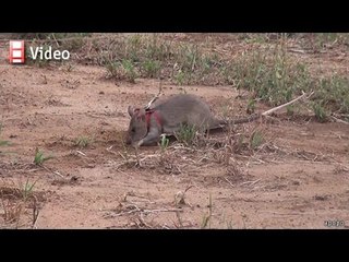 Babbage: Nanosatellites, Apple Innovations & Landmine-Detecting HeroRATS 🚀