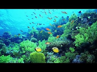 Saving corals from the effects of climate change