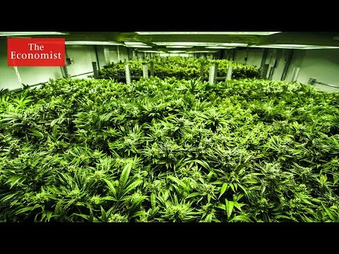 California's recreational cannabis legalisation | The Economist
